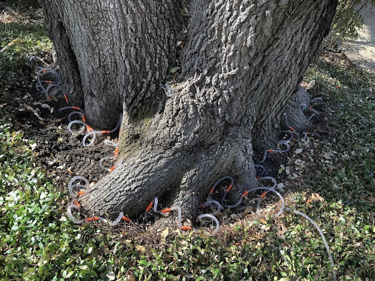Detailed Tree Cabling and Bracing job site in Ellinwood