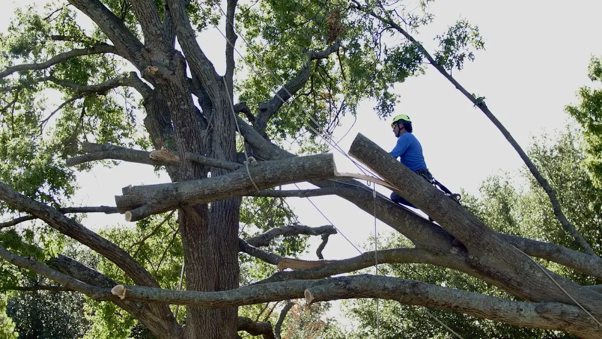 Professional Hazardous Tree Removal performed by certified arborists in Ellinwood