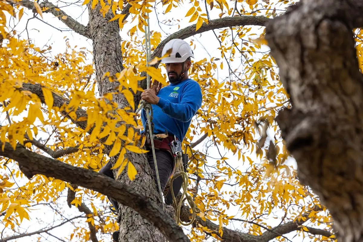 Skilled Tree Pruning crew working in Ellinwood