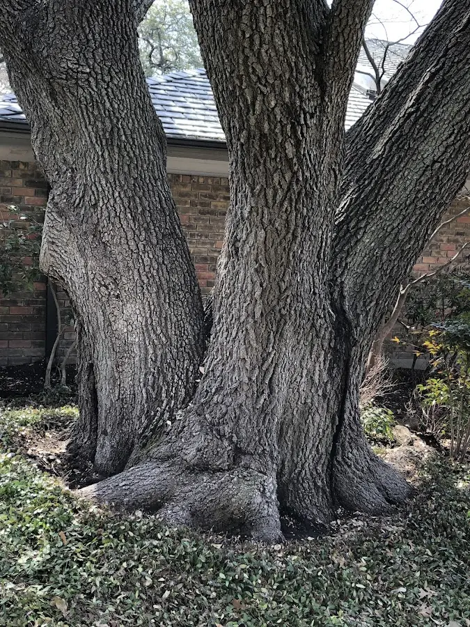 Mature heritage tree close to a Ellinwood property cared for by certified arborists